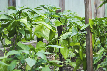 Obraz premium A young pepper on a branch