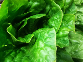 Fototapeta na wymiar green salad leaves, macro photo