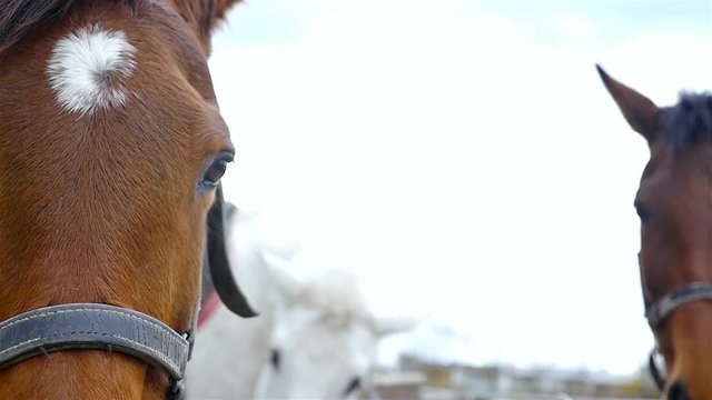 Horses against the sky on horse farm, slow motion