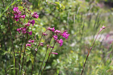 Blooming sticky catchfly (silene viscaria) in a meadow.