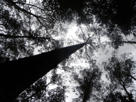 otavalo peguche
