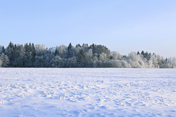 Obraz premium Landscape of snow-covered field and trees are spruce and birch