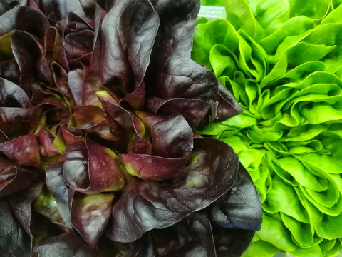 green and red salad leaves