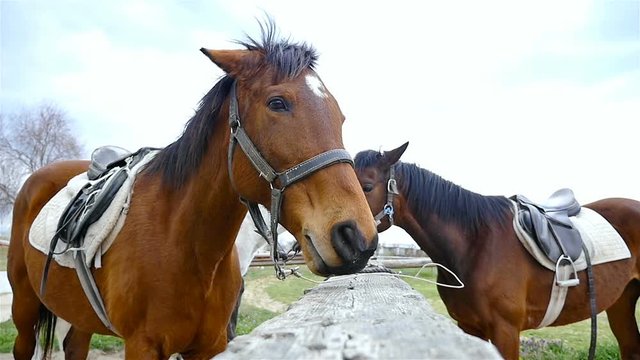 Horses against the sky on horse farm, slow motion
