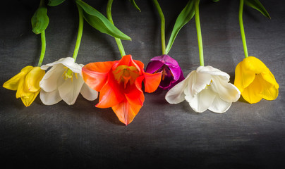 Multicolored tulips on a black background.