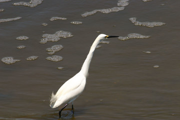 White egret