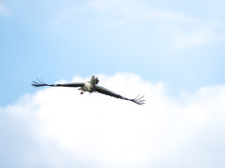 Stork (Ciconia ciconia) flying carrying branches for the nest