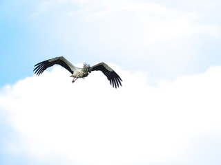 Obraz premium Stork (Ciconia ciconia) flying carrying branches for the nest