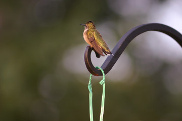 Humming bird