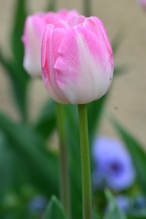 tulip
