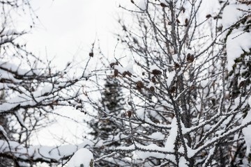Fototapeta na wymiar Snow covered pine trees on the alp mountain slope