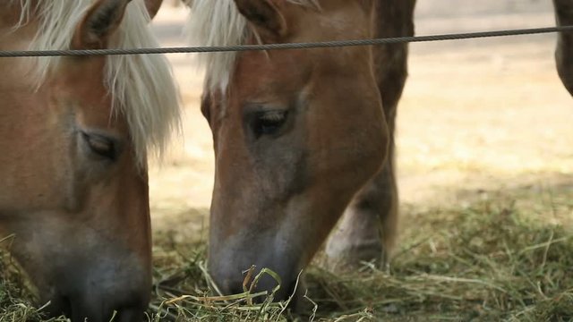 Two horses eating hay