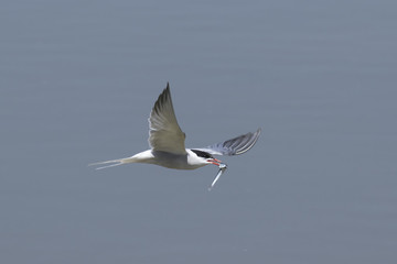 Ave charr&aacute;n com&uacute;n volando por cielo azul con un pez en el pico