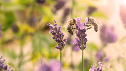 Bienen auf Lavendel