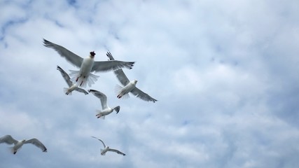 seagulls in gaspe bay