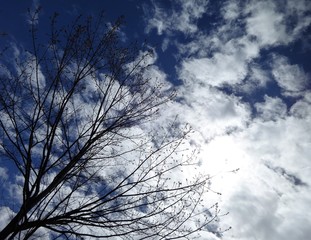 Sunlight through white clouds and blue sky over tree branches