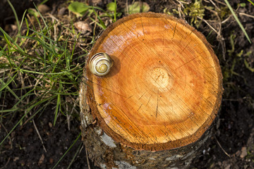 Snail on a slice of a tree