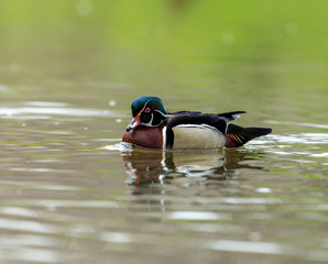 Wood duck male or Carolina duck is a species of perching duck found in North America. It is one of the most colorful North American waterfowl. They come to northern Canada to breed in summer in trees.