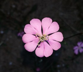 bellissimo fiore