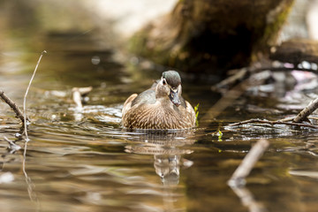 Wood duck or Carolina duck is a species of perching duck found in North America. It is one of the most colorful North American waterfowl. They come to northern Canada to breed in summer in trees.