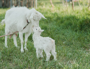 white goat on the grass, goat and baby goat