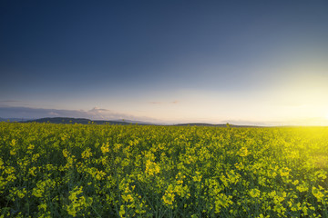Yellow rape field with sunset sky