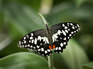 Papilio demoleus(Lime Butterfly)