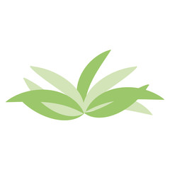 Isolated group of leaves