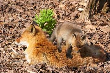 キタキツネの親子
