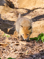 キタキツネの赤ちゃん
