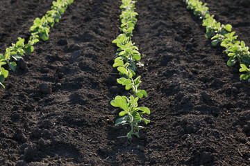 Green cultivated soy plant in field, spring time, selective focus