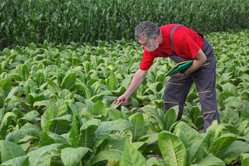 Farmer or agronomist examining tobacco plant in  field