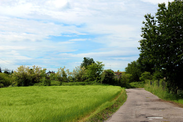 Rural unpaved road and green wheat field