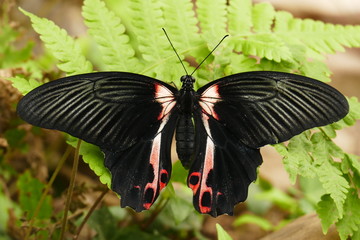 Fototapeta na wymiar Schmetterling / Butterfly