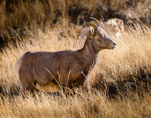 Colorado Rocky Mountain Bighorn Sheep
