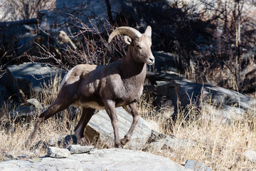 Colorado Rocky Mountain Bighorn Sheep