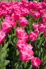 Tulip and spring flowers during the tulip festival