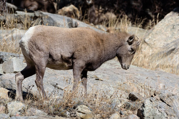 Colorado Rocky Mountain Bighorn Sheep