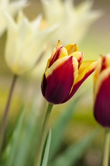 Reds tulip for background