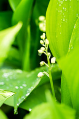 Blossoming lily of the valley in the drops after the rain
