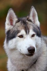 Naklejka na ściany i meble husky dog closeup portrait
