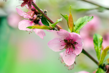 Flowering with pink flowers is the peach tree