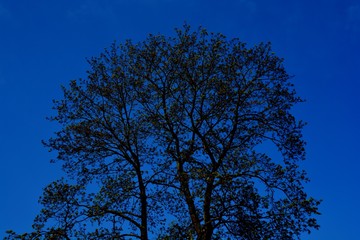 Fototapeta na wymiar Blue tree 