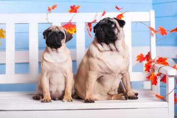 Two pug mother and son sitting on a white bench and looking up their heads