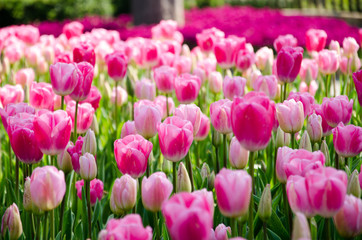 Fototapeta premium Tulip and spring flowers during the tulip festival