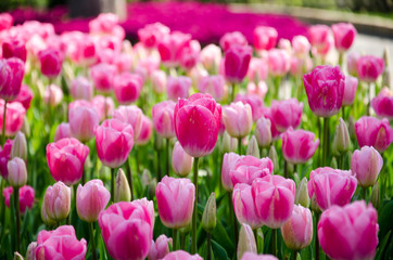 Obraz premium Tulip and spring flowers during the tulip festival
