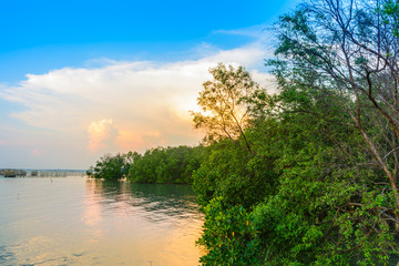 Naklejka na ściany i meble beach and mangrove forest with sunset background