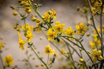 Yellow desert wildflowers.