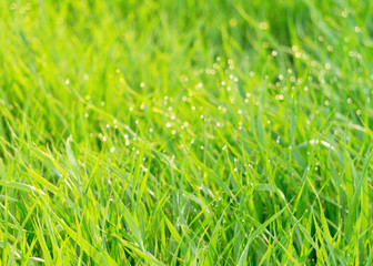 Green macro grass with shining water drops on summer sunlight. Copy space, close up, selective focus, horizontal abstract. Beautiful blurred foliage background.