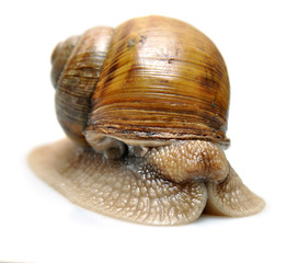 Snails isolated